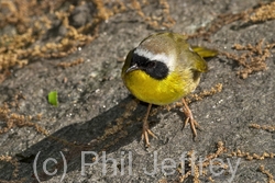 Common Yellowthroat