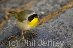 Common Yellowthroat