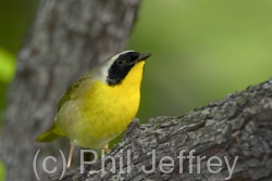Common Yellowthroat
