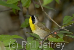 Common Yellowthroat