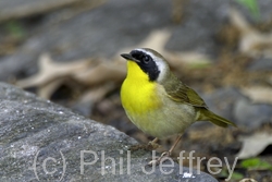 Common Yellowthroat