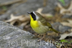 Common Yellowthroat