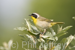 Common Yellowthroat