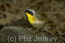 Common Yellowthroat