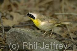 Common Yellowthroat