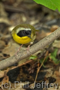 Common Yellowthroat