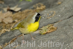 Common Yellowthroat