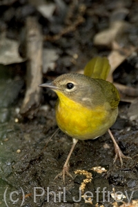 Common Yellowthroat