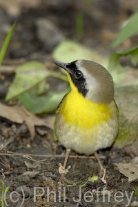 Common Yellowthroat