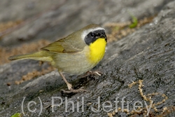 Common Yellowthroat