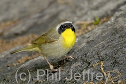 Common Yellowthroat