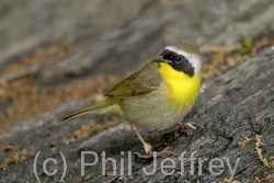 Common Yellowthroat