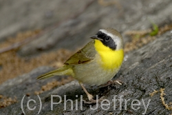 Common Yellowthroat