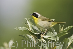 Common Yellowthroat