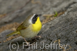 Common Yellowthroat