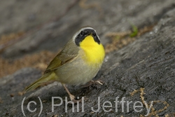 Common Yellowthroat