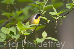 Common Yellowthroat