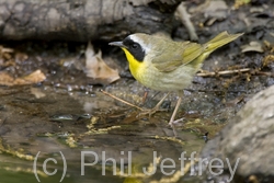 Common Yellowthroat