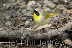 Common Yellowthroat