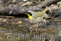 Common Yellowthroat