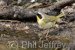 Common Yellowthroat