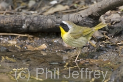 Common Yellowthroat