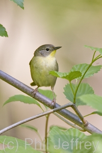 Common Yellowthroat