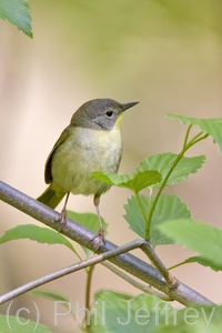 Common Yellowthroat