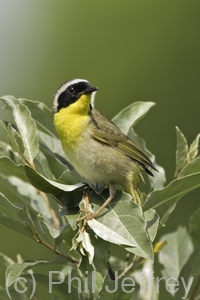 Common Yellowthroat