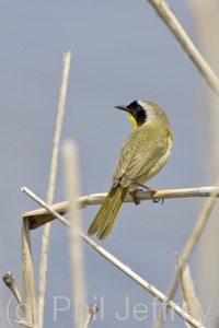 Common Yellowthroat