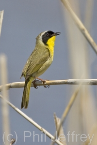 Common Yellowthroat