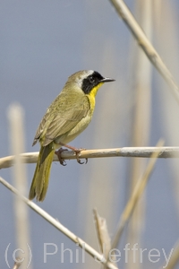 Common Yellowthroat