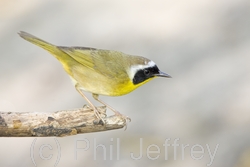 Common Yellowthroat