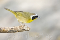 Common Yellowthroat