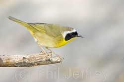 Common Yellowthroat