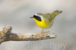 Common Yellowthroat