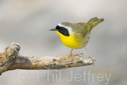 Common Yellowthroat