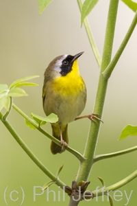 Common Yellowthroat