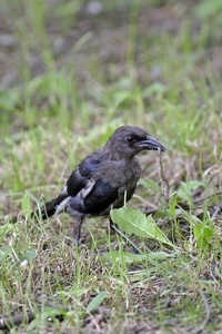 Common Grackle