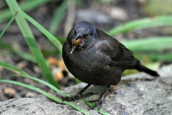 Common Grackle