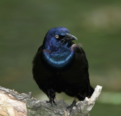 Common Grackle