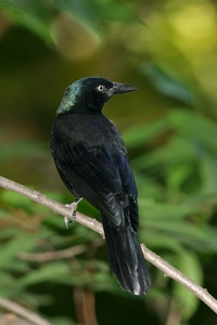 Common Grackle