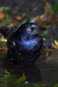 Common Grackle