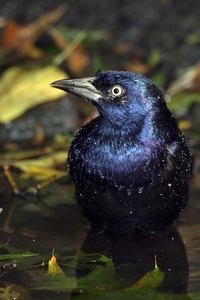 Common Grackle