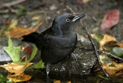 Common Grackle