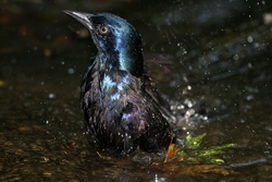 Common Grackle