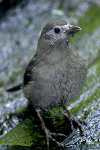 Common Grackle