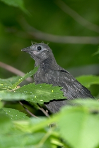 Common Grackle