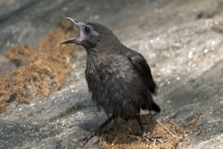 Common Grackle
