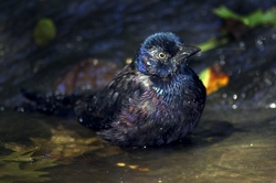 Common Grackle